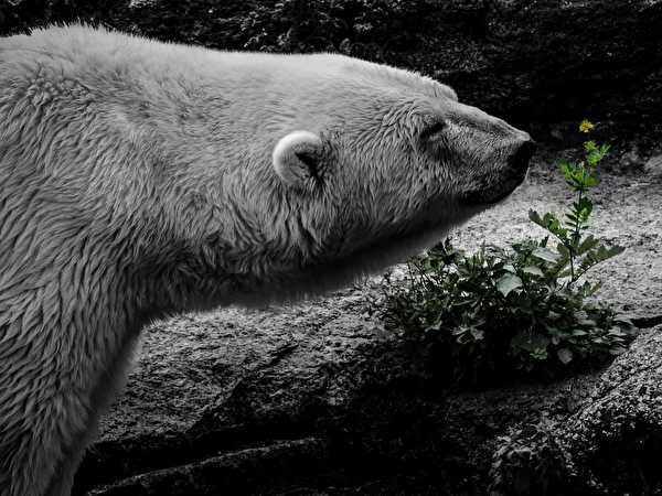 Polar bear smells flower