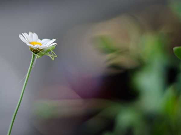 Insect climbs up daisy