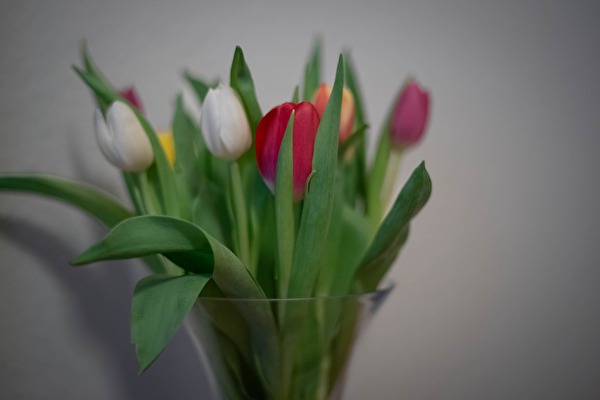 Tulips