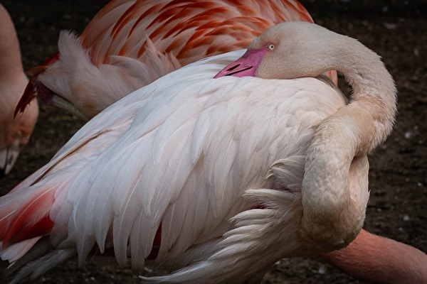 Der Flamingo